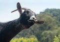 Goat with a curious expression Royalty Free Stock Photo