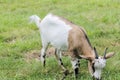 Goat Royalty Free Stock Photo
