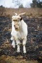 Goat Royalty Free Stock Photo