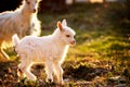 Goat and cute little goatling in spring