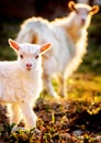 Goat and cute little goatling in spring