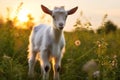 Goat cute sun summer rural landscape baby domestic grass animals farming green Royalty Free Stock Photo