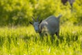 Goat (in a defokus) on a meadow Royalty Free Stock Photo