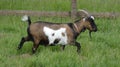 Goat with a dog on it`s side 2