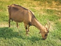 Goat. domesticated, brown color. close up, in village environment Royalty Free Stock Photo