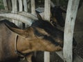 Goat. domesticated, brown color. close up, in village environment Royalty Free Stock Photo