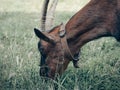 Goat. domesticated, brown color. close up, in village environment Royalty Free Stock Photo