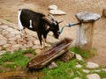Goat drinking water