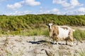 A goat in the Dutch dunes