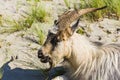 A goat in the Dutch dunes