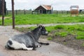 Goat on Dutch farm