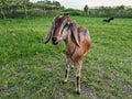 Goat eat green juicy grass on field Royalty Free Stock Photo