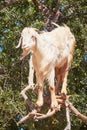 Goat eating argan fruits, Morocco, Northern Africa. Royalty Free Stock Photo