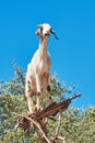 Goat eating argan fruits, Morocco, Northern Africa. Royalty Free Stock Photo