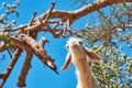 Goat eating argan fruits, Morocco, Northern Africa. Royalty Free Stock Photo