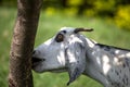 Goat eating bark off a tree