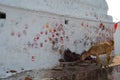 A goat is eating food in a hindu religious place or temple; the hands imprints on the wall