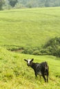 Goat near teplants in Uganda Royalty Free Stock Photo