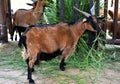 Goat eating grass in chiangmai zoo ,thailand