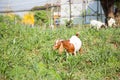Goat eating grass Royalty Free Stock Photo