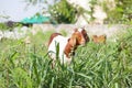 Goat eating grass Royalty Free Stock Photo