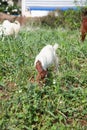 Goat eating grass Royalty Free Stock Photo