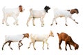 Set of many kind of goat