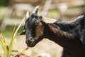 Goat Eating Grass Royalty Free Stock Photo