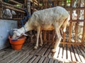 a goat is eating with an orange bucket