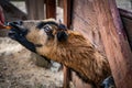 Goat eating from people`s hand Royalty Free Stock Photo