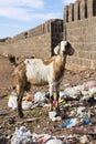 Goat eating rubbish.