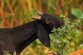 Goat eating the tree Royalty Free Stock Photo