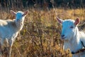 Goat eating withered grass, Livestock on a pasture. White goats. Cattle on a village farm. Cattle on a village farm.