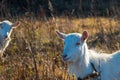 Goat eating withered grass, Livestock on a pasture. White goats. Cattle on a village farm. Cattle on a village farm.