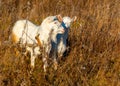 Goat eating withered grass, Livestock on a pasture. White goats. Cattle on a village farm. Cattle on a village farm.