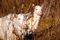 Goat eating withered grass, Livestock on a pasture. White goats. Cattle on a village farm. Cattle on a village farm.