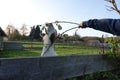 Goat eats apple leaves on german farm