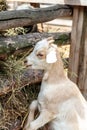 goat eats fresh hay, close-up of the head, portrait Royalty Free Stock Photo