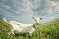 Goat eats grass on the green summer meadow Royalty Free Stock Photo