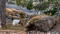Goat eats plastic litter at the zoo. Ecological catastrophe. Pollution concept.