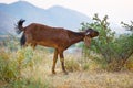 Goat eats thorny bushes