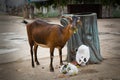 Goat eats waste from a garbage can in India