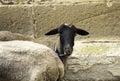 Goat Gate farm Royalty Free Stock Photo