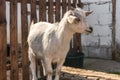 Goat in enclosure on village farm