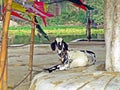 goat in Kushtia, Bangladesh