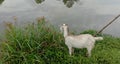 Goat ets scirpus plants on the banks of the river.