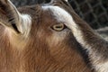 Goat Eye Royalty Free Stock Photo