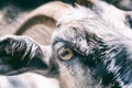 Goat face close-up, macro shot of the eye. Animals and wildlife concept Royalty Free Stock Photo