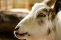 Goat Face White Profile Close Up Portrait Horizontal Royalty Free Stock Photo