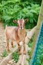 Goat facing a farm fence Royalty Free Stock Photo